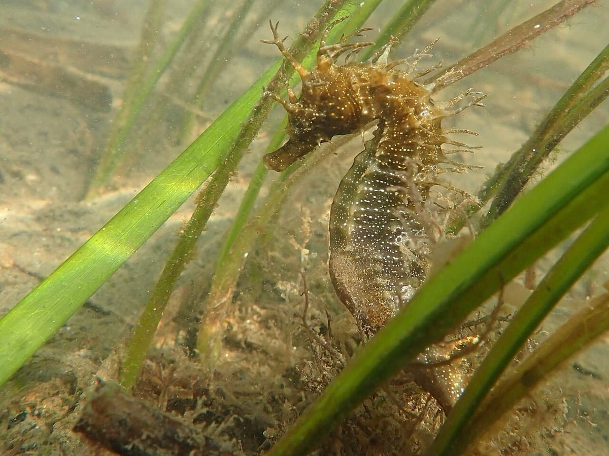Un caballito de mar de hocico largo agarrado entre las hojas de una pradera marina