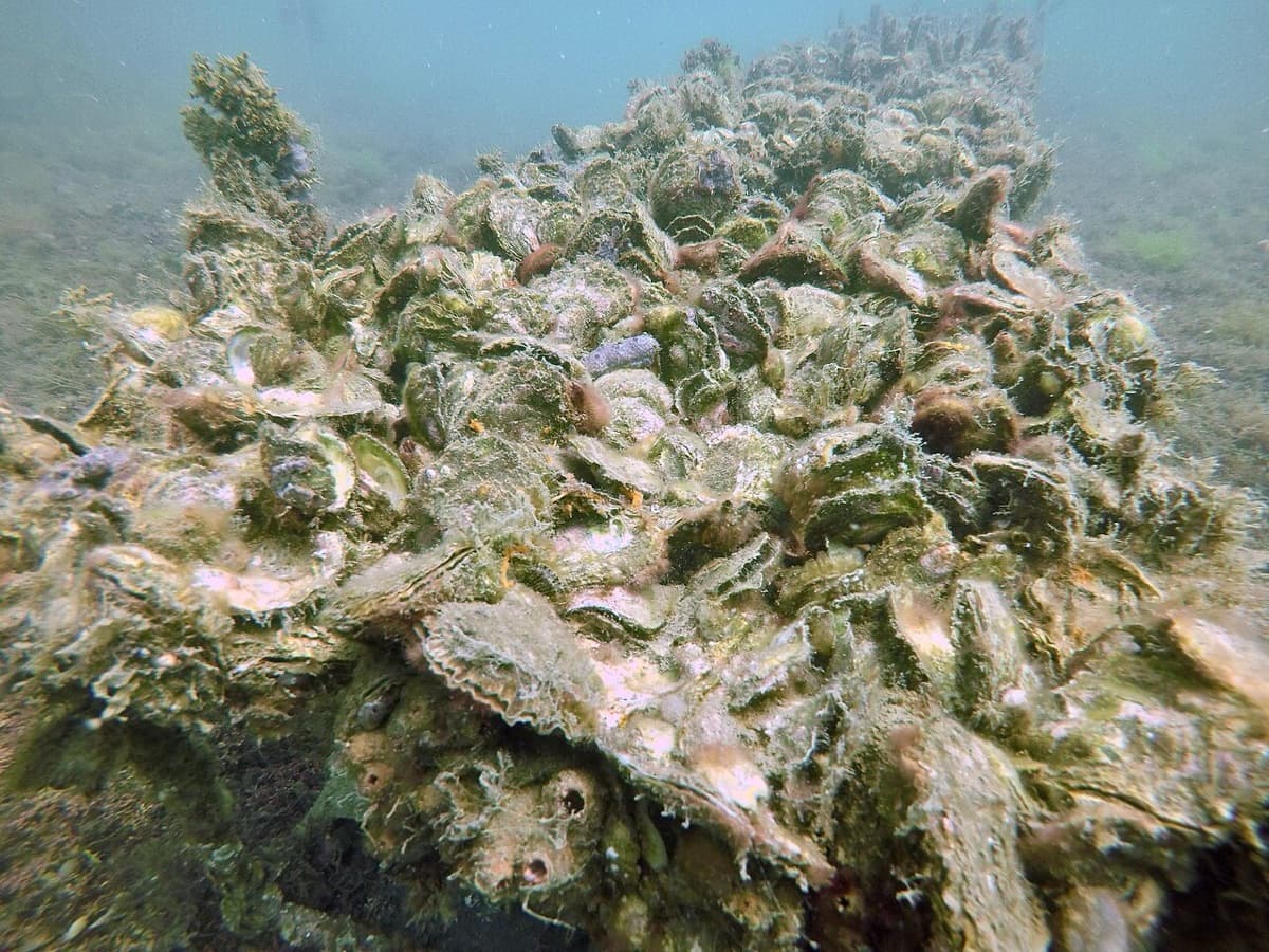 Una ostra filtra 150 litros de agua al día: la idea es repoblar el Mar Menor con millones