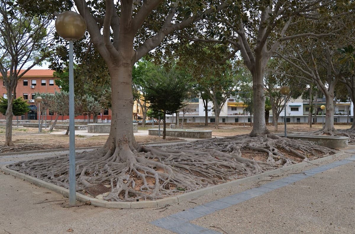 San Javier quiere 28.400 árboles más: un plan a veinte años para ponerle sombra al pueblo