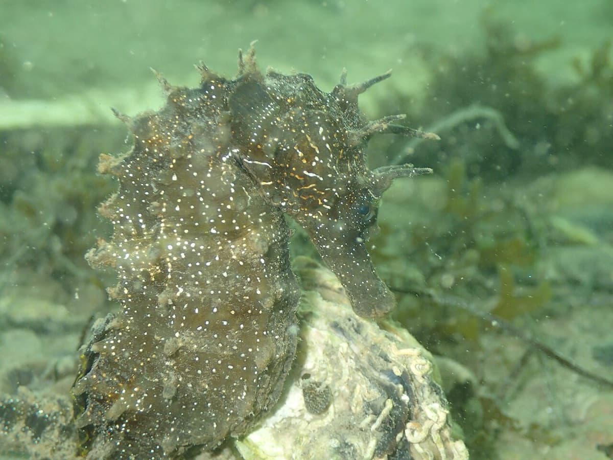 Un caballito de mar (Hippocampus guttulatus), una de las especies que cría el Banco de Especies