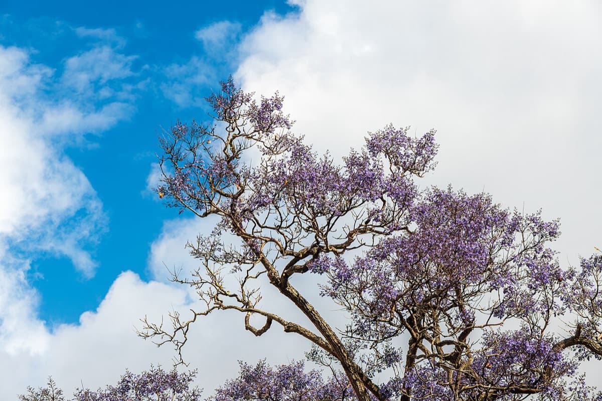 Una jacaranda en flor, con sus ramas cubiertas de flores moradas