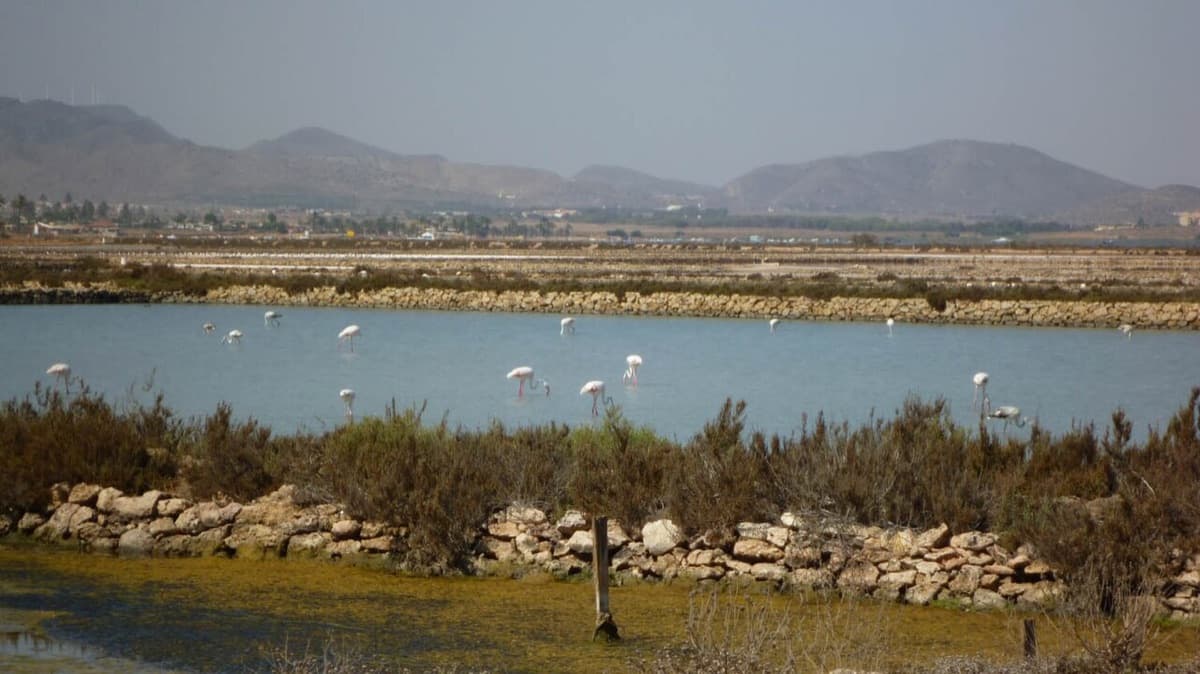 El Mar Menor entra en el gran plan europeo de restauración de la naturaleza: más inversión hasta 2030