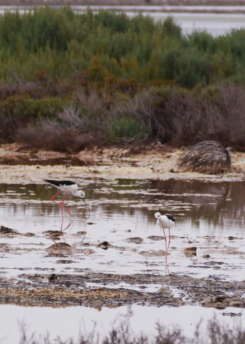 70 especies de aves encuentran refugio en las lagunas de la EDAR de Cabezo Beaza