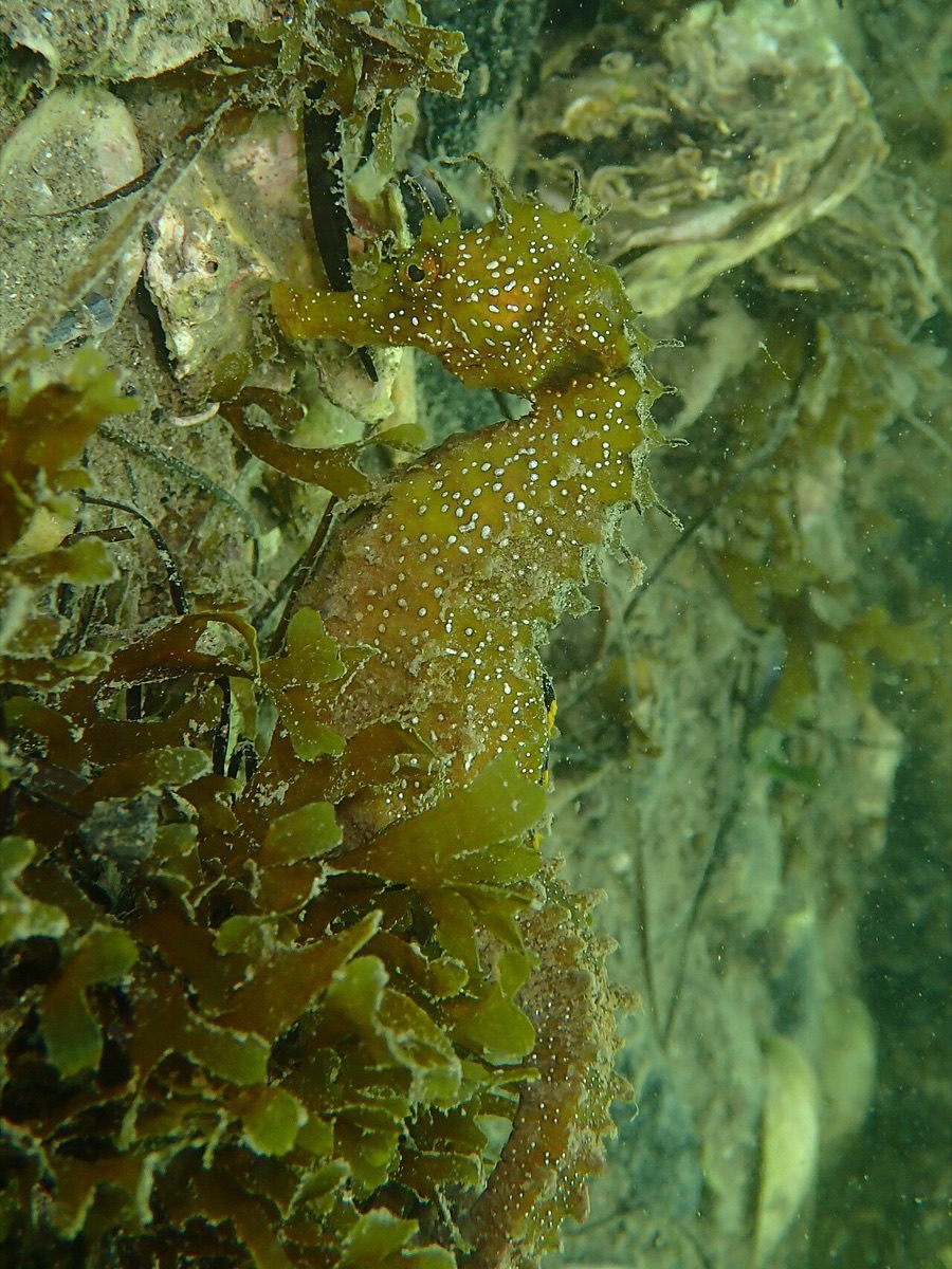 El caballito resiste en el Mar Menor: más avistamientos que nunca