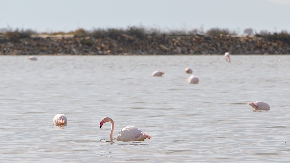 Flamencos en el Mar Menor: dónde y cuándo ver las aves rosas