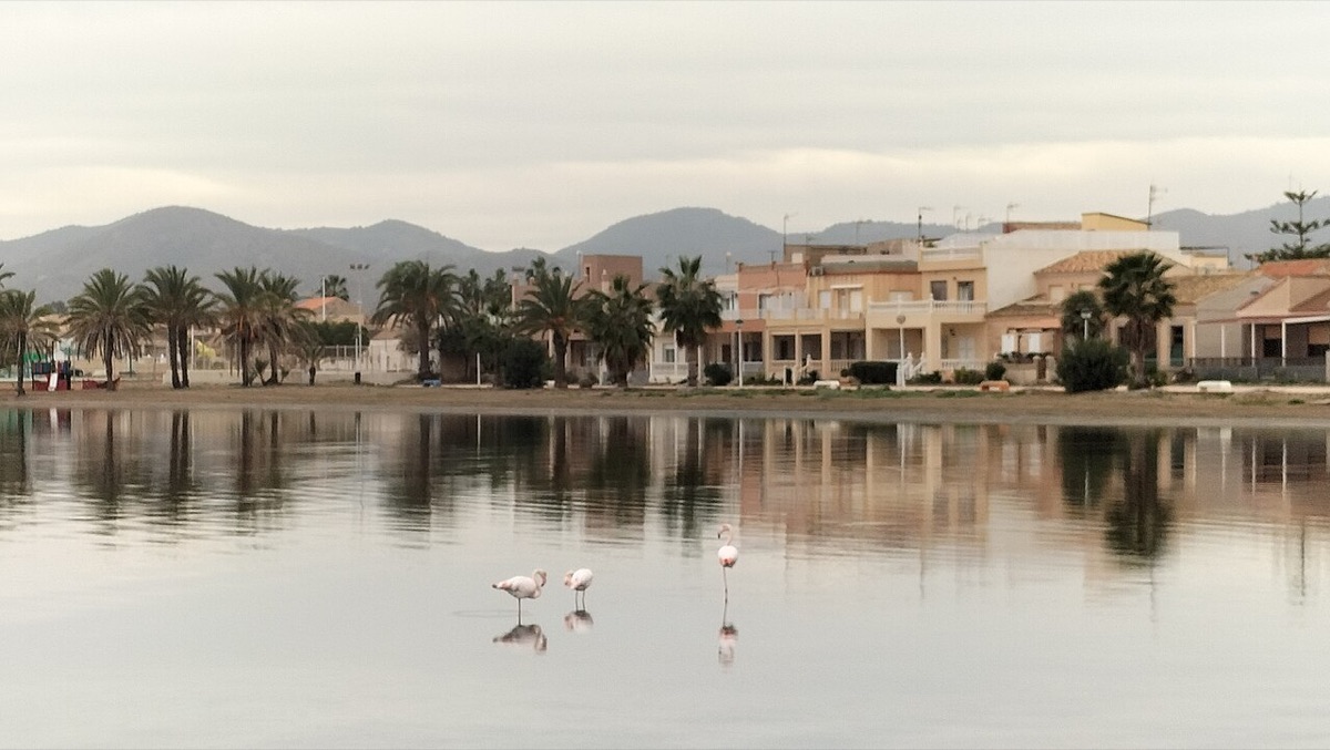 Flamencos en la orilla de Los Urrutias, en el Mar Menor