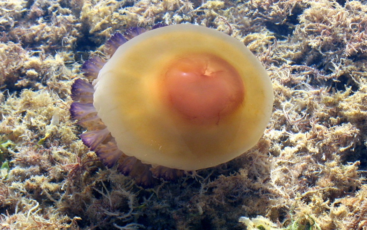 Un verano sin explosiones de medusas en el Mar Menor