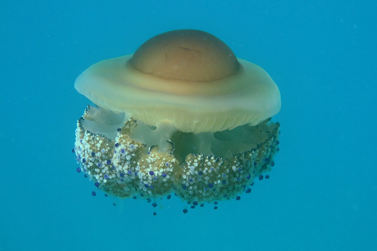 Un verano raro: casi sin medusas en la laguna